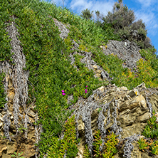 Cactus on Ammouliani island, Athos, Chalkidiki, Central Macedonia, Greece