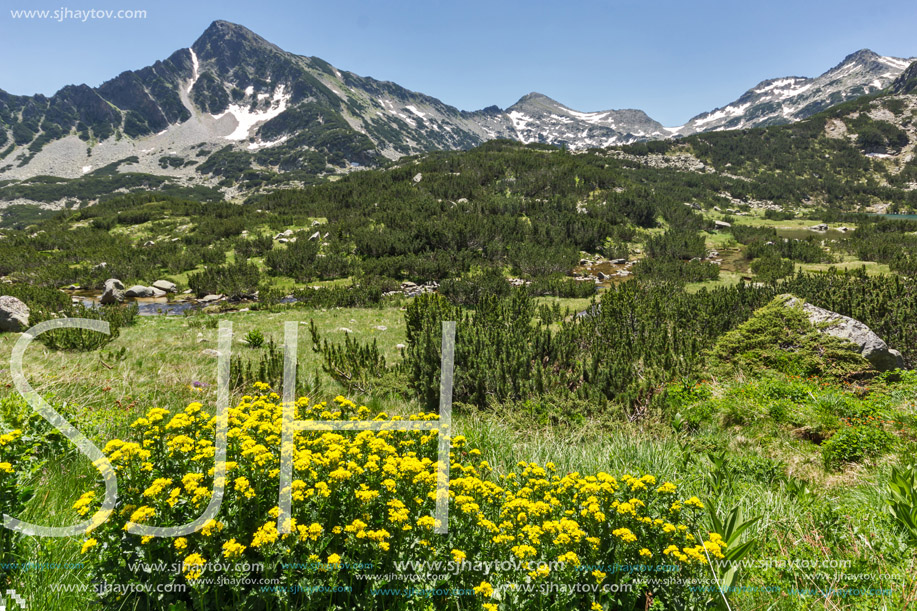 Yellow Flowers and Sivrya peak, Pirin Mountain, Bulgaria