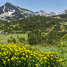 Yellow Flowers and Sivrya peak, Pirin Mountain, Bulgaria