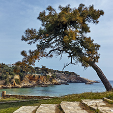Seascape with tree in Archaeological site of Aliki, Thassos island,  East Macedonia and Thrace, Greece
