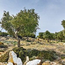 Olive trees in the mountain of Thassos island,  East Macedonia and Thrace, Greece