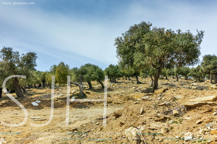 Olive trees in the mountain of Thassos island,  East Macedonia and Thrace, Greece