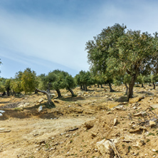 Olive trees in the mountain of Thassos island,  East Macedonia and Thrace, Greece