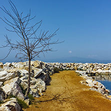 Tree on the pier of Skala Sotiros, Thassos island, East Macedonia and Thrace, Greece