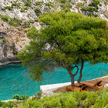 Tree at Limnionas beach bay at Zakynthos island, Greece