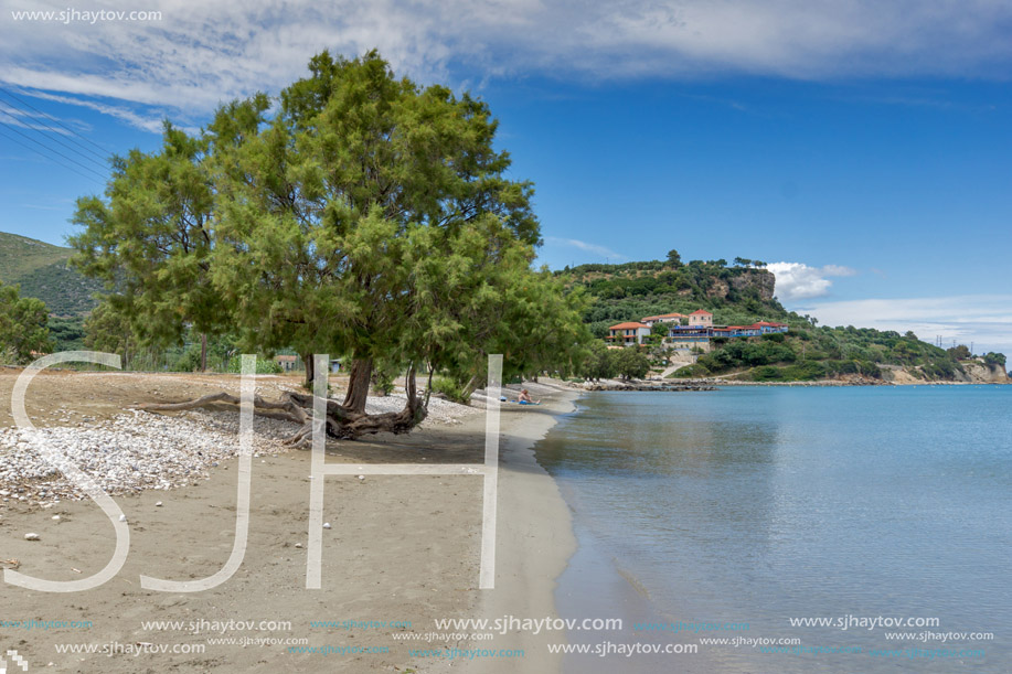 Green tree at Keriou beach, Zakynthos, Ionian island, Greece