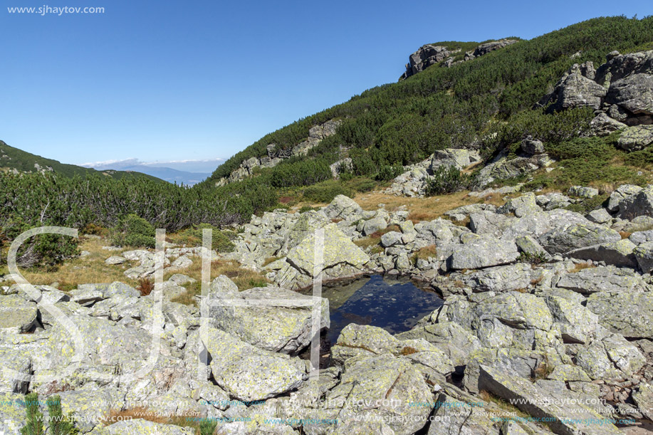 Bushes and stones in Rila Mountain, Bulgaria
