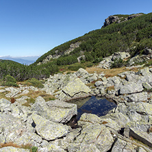 Bushes and stones in Rila Mountain, Bulgaria