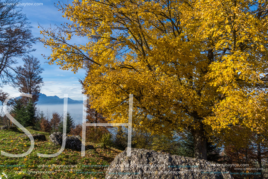 Yellow tree near mount Rigi, Alps, Switzerland
