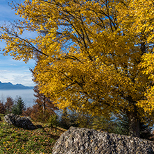 Yellow tree near mount Rigi, Alps, Switzerland