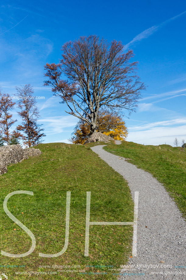 Autumn tree near mount Rigi, Alps, Switzerland