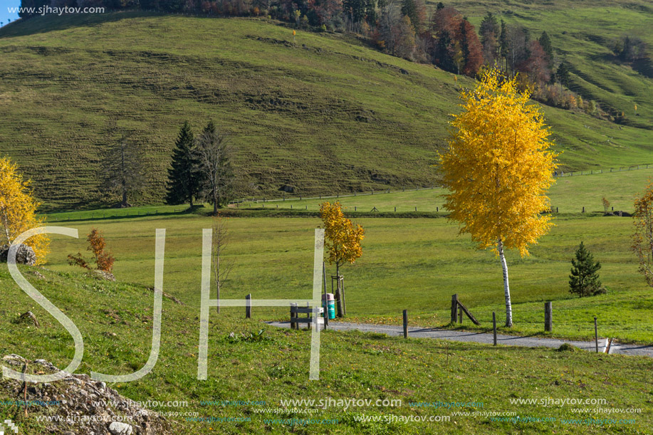 Yellow tree and autumn landscape, Alps, Switzerland