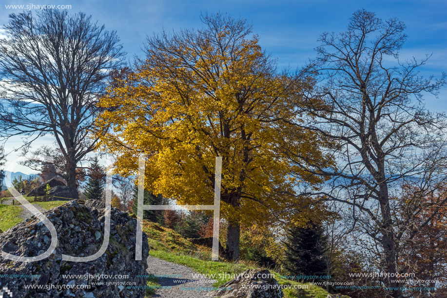 Yellow tree near mount Rigi, Alps, Switzerland