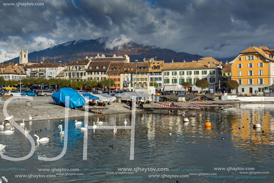 Swans swimming in Lake Geneva, town of Vevey, canton of Vaud, Switzerland