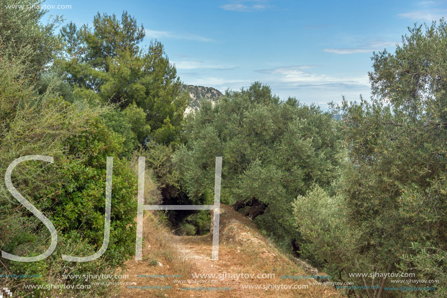 Olive forest in Zakynthos, Ionian island, Greece