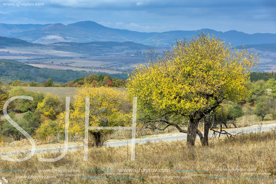Amazing view of Yellow tree and Autumn view of Cherna Gora mountain, Pernik Region, Bulgaria
