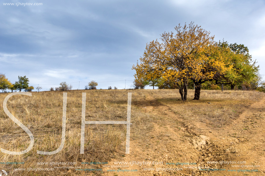 Amazing Autumn Landscape with yellow tree of Cherna Gora mountain, Pernik Region, Bulgaria