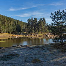 Amazing landscape of Green forest of Shiroka polyana Reservoir, Pazardzhik Region, Bulgaria