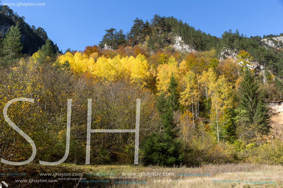 Amazing view of Yellow trees and Autumn view of Buynovsko gorge, Rhodope Mountains, Bulgaria