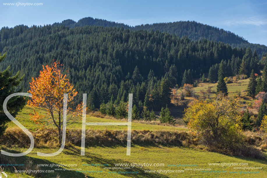 Yellow autumn tree on the meadow near village of Gela, Smolyan Region, Bulgaria