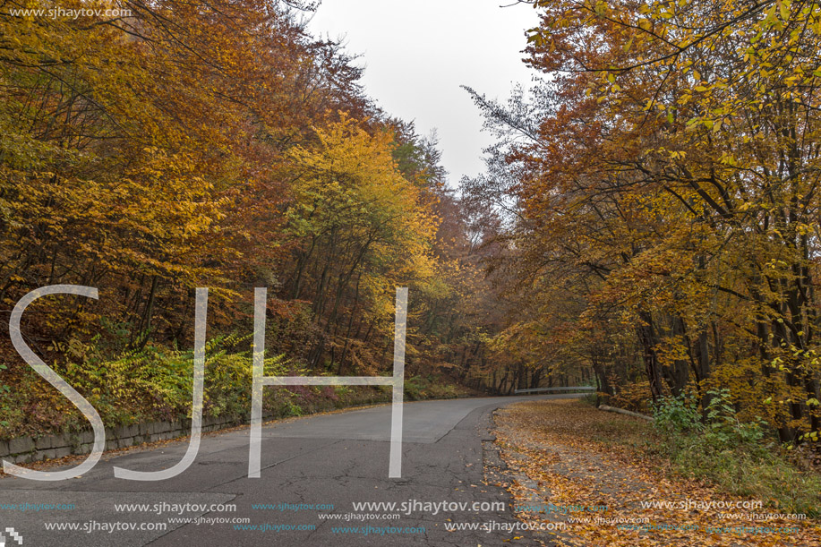 Road and Autumn trees, Vitosha Mountain, Sofia City Region, Bulgaria