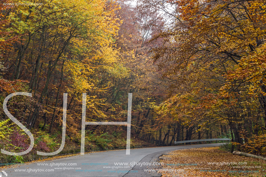 Yellow leafs of Autumn trees, Vitosha Mountain, Sofia City Region, Bulgaria