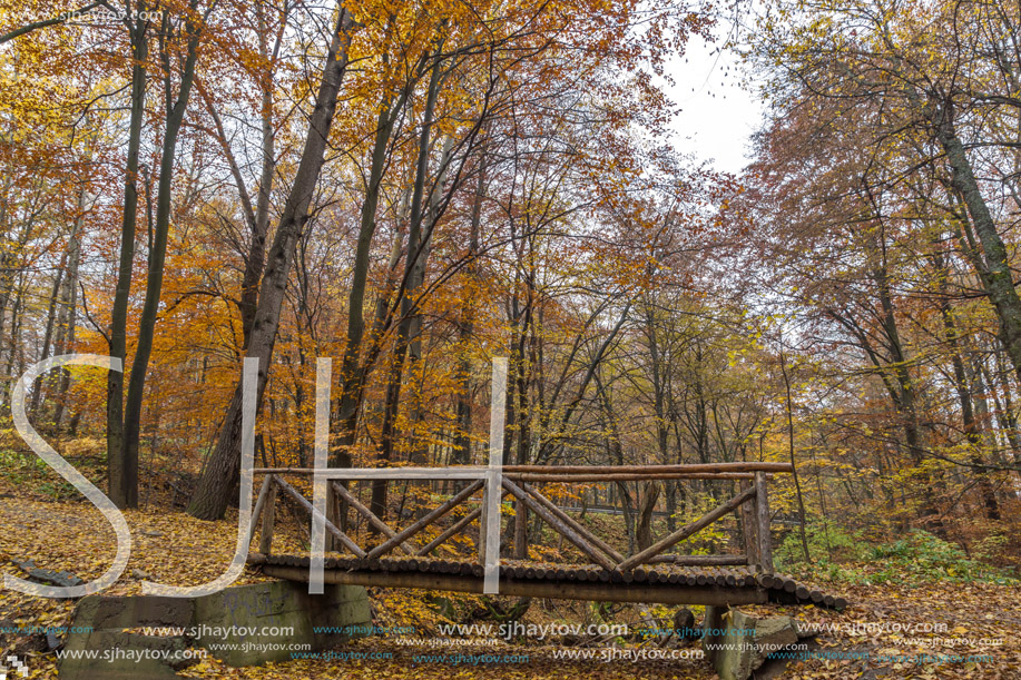 wooden Bridge and Autumn trees, Vitosha Mountain, Sofia City Region, Bulgaria