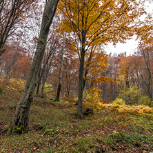 Autumn landscape with Yellow leafs of beech, Vitosha Mountain, Sofia City Region, Bulgaria