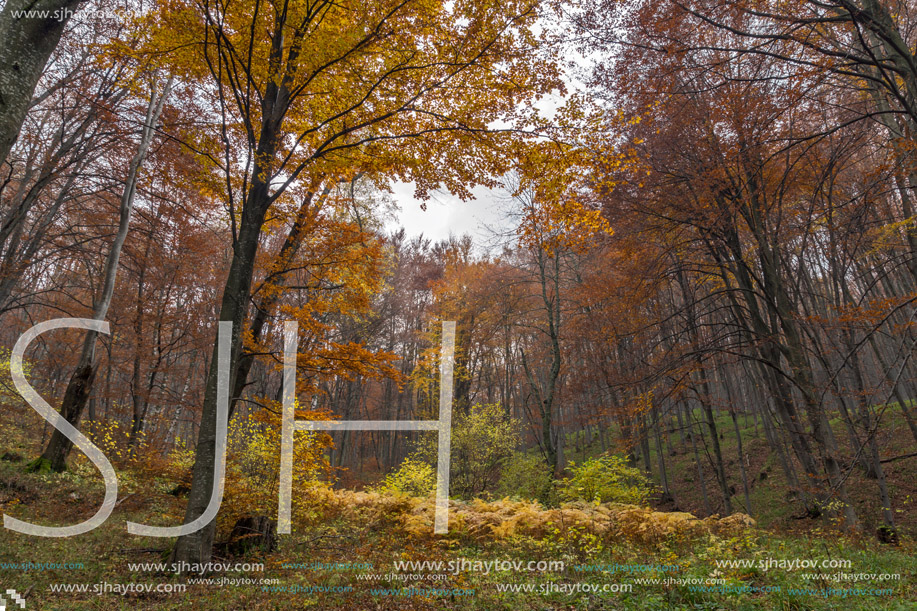 Panorama with Yellow leafs of beech, Vitosha Mountain, Sofia City Region, Bulgaria