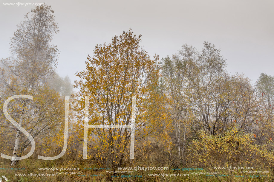 Autumn landscape of forest, Vitosha Mountain, Sofia City Region, Bulgaria