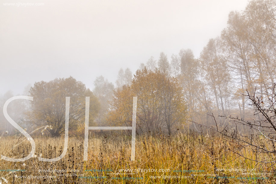 Autumn landscape of forest with fog, Vitosha Mountain, Sofia City Region, Bulgaria