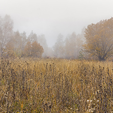 Fog over autumn forest, Vitosha Mountain, Sofia City Region, Bulgaria