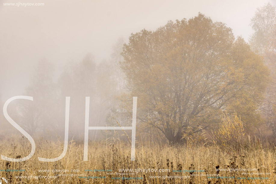 Amazing landscape with Yellow leafs of Birch and fog,  Vitosha Mountain, Sofia City Region, Bulgaria