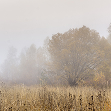 Autumn view with Yellow tree and fog,  Vitosha Mountain, Sofia City Region, Bulgaria