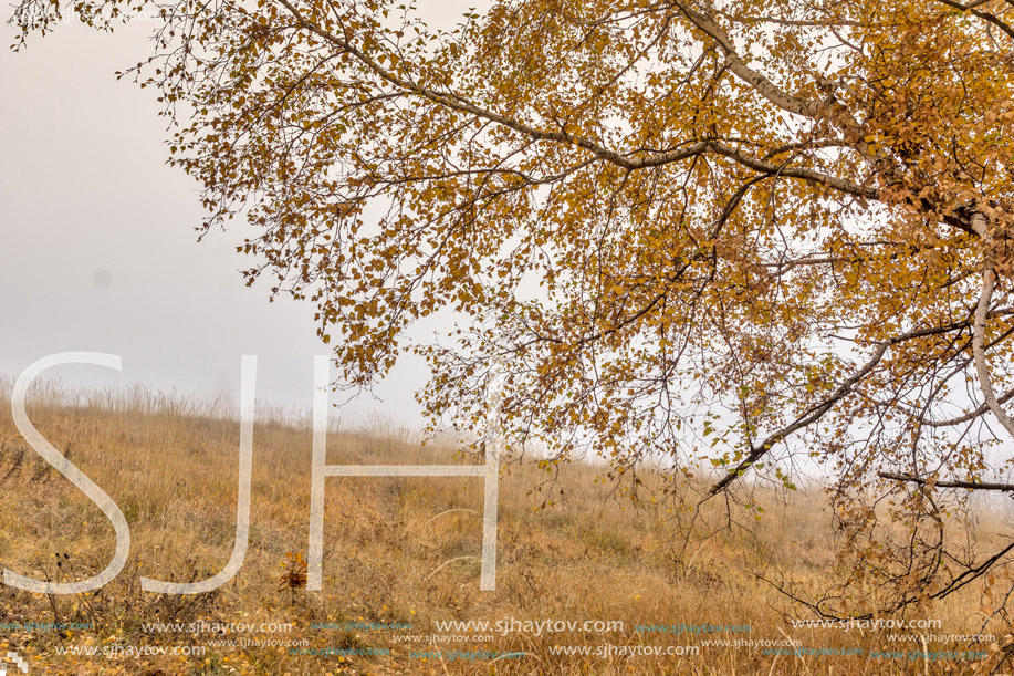 Yellow leafs of Birch and fog,  Vitosha Mountain, Sofia City Region, Bulgaria