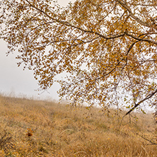 Yellow leafs of Birch and fog,  Vitosha Mountain, Sofia City Region, Bulgaria