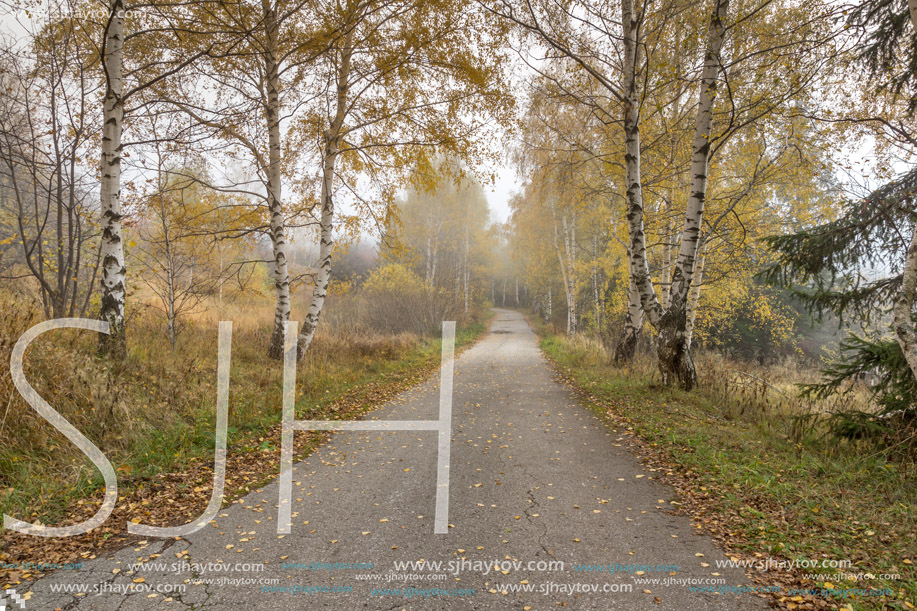 Landscape with birches along the way, Vitosha Mountain, Sofia City Region, Bulgaria