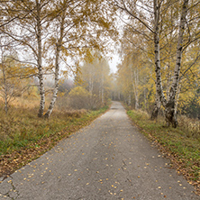 Landscape with birches along the way, Vitosha Mountain, Sofia City Region, Bulgaria