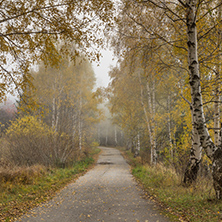 Autumn Landscape with birches along the way, Vitosha Mountain, Sofia City Region, Bulgaria