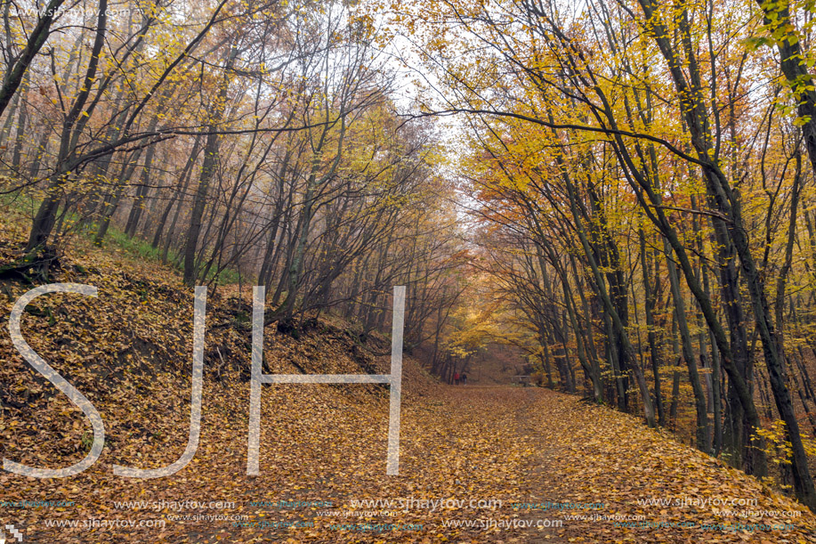 Autumn view of mountain foodpath, Vitosha Mountain, Sofia City Region, Bulgaria