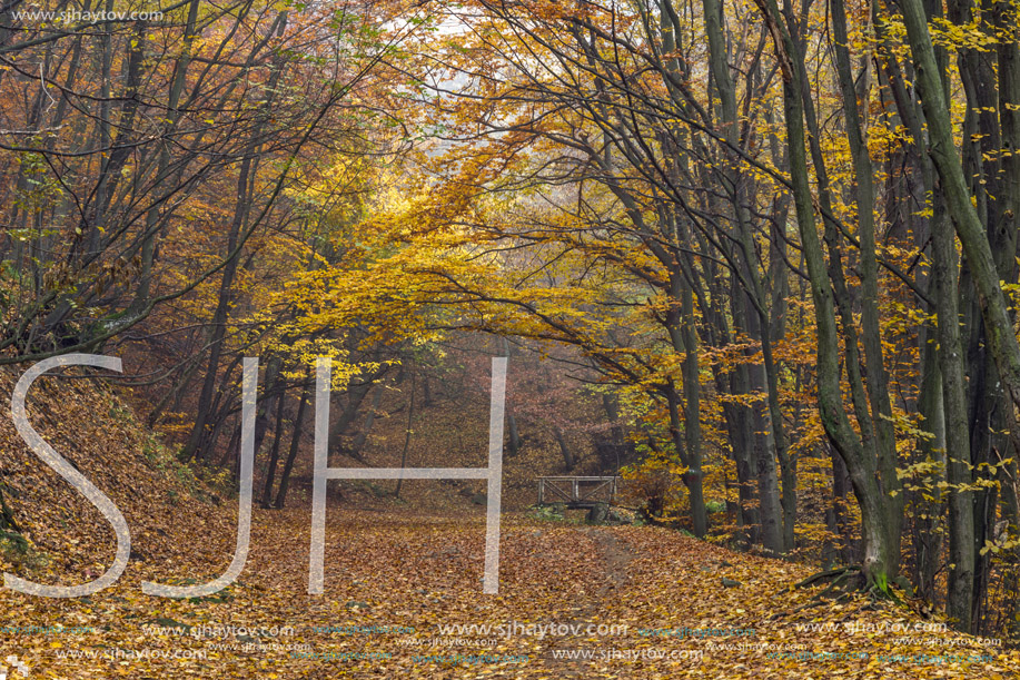 Autumn view of mountain foodpath and wooden bridge, Vitosha Mountain, Sofia City Region, Bulgaria