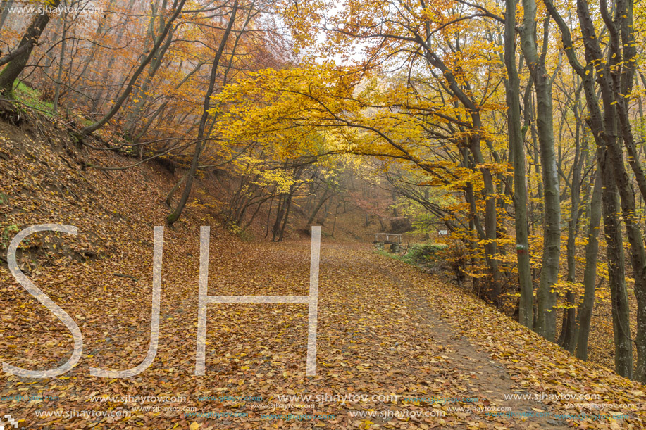 Autumn Landscape of mountain foodpath, Vitosha Mountain, Sofia City Region, Bulgaria