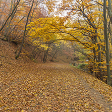 Autumn Landscape of mountain foodpath, Vitosha Mountain, Sofia City Region, Bulgaria