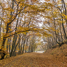 Amazing Autumn panorama of mountain foodpath, Vitosha Mountain, Sofia City Region, Bulgaria