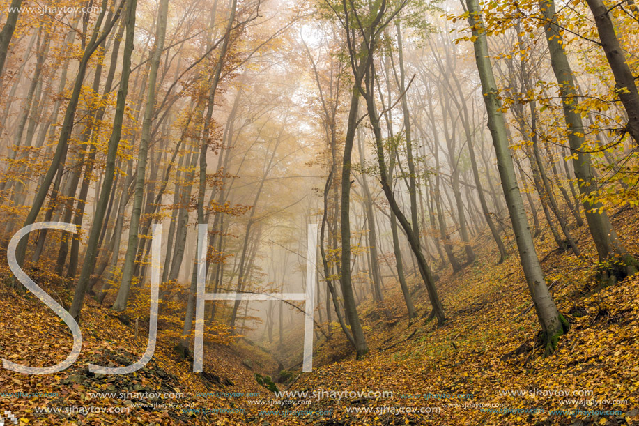 Fog in the yellow forest, Vitosha Mountain, Sofia City Region, Bulgaria