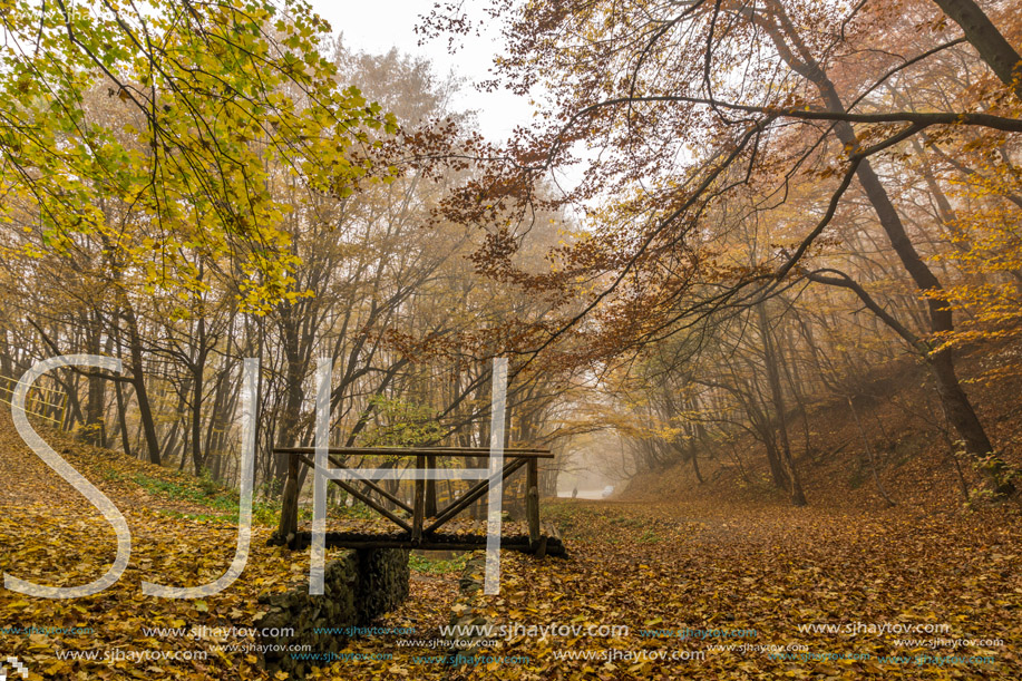 Autumn landscape with Fog in the yellow forest and wooden bridge, Vitosha Mountain, Sofia City Region, Bulgaria
