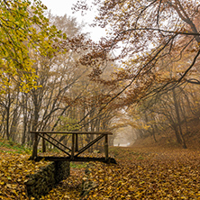 Autumn landscape with Fog in the yellow forest and wooden bridge, Vitosha Mountain, Sofia City Region, Bulgaria