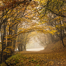 Autumn view with Fog in the yellow forest, Vitosha Mountain, Sofia City Region, Bulgaria
