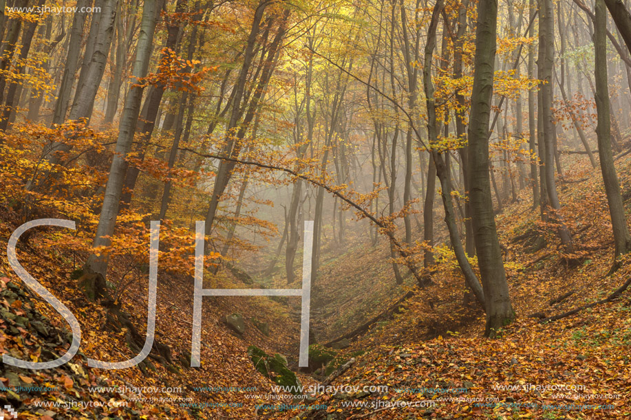 Amazing Autumn view with Fog in the yellow forest, Vitosha Mountain, Sofia City Region, Bulgaria