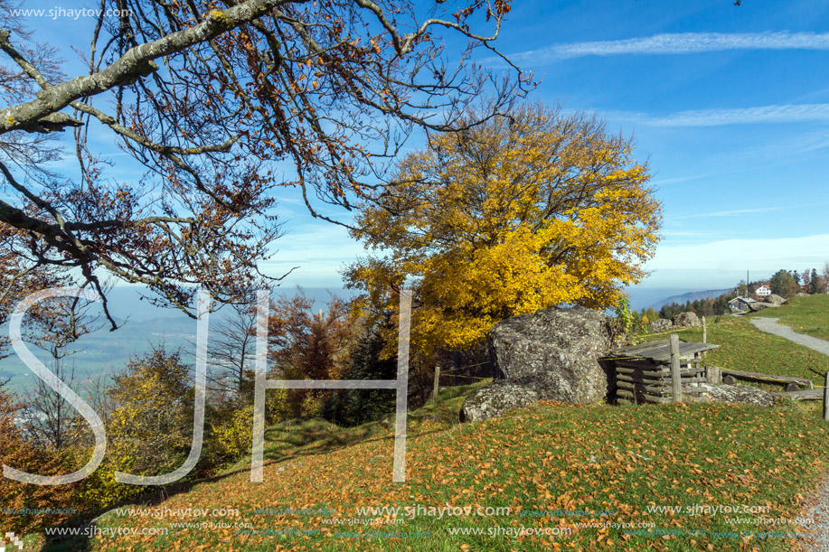 Yellow tree near mount Rigi, Alps, Switzerland